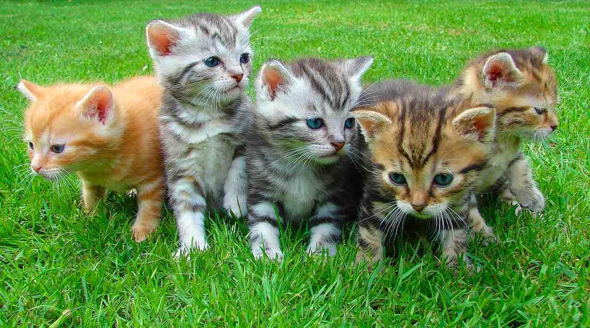 puzzle for bitimage/kitten_passphrase